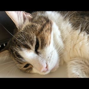 Meet your Posher, Lyanne